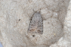 Caradrina multifera
