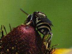 Triepeolus