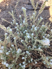 Cryptantha intermedia