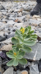 Rhodiola rosea