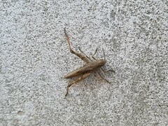 Chorthippus macrocerus