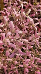 Congea tomentosa