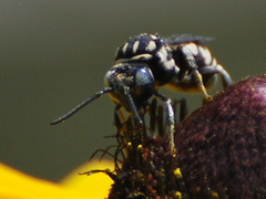 Triepeolus