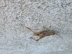 Chorthippus macrocerus