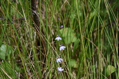 Lobelia kalmii