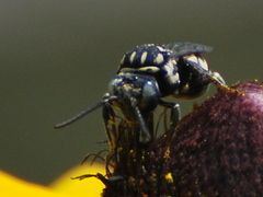 Triepeolus