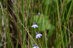 Lobelia kalmii