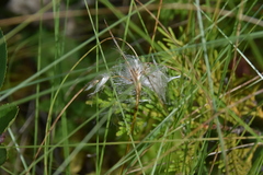 Eriophorum angustifolium