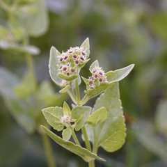 Ageratina herbacea
