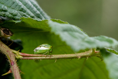 Stictocephala bisonia