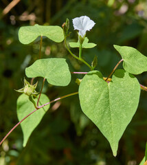Ipomoea lacunosa