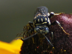 Triepeolus