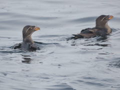 Cerorhinca monocerata