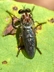 Heteropogon macerinus