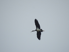 Ciconia nigra
