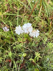 Achillea ptarmica