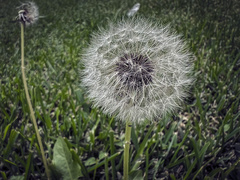 Taraxacum officinale