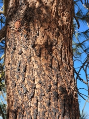 Pinus jeffreyi