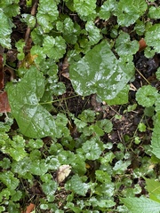 Menispermum canadense