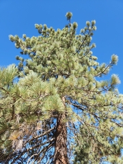 Pinus jeffreyi