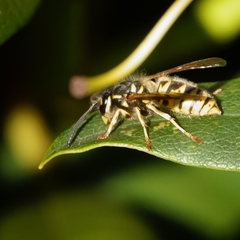 Vespula