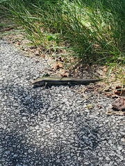 Plestiodon