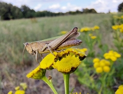 Chorthippus dorsatus