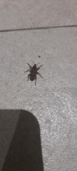 Curculionidae