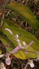 Congea tomentosa