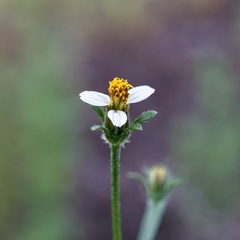 Bidens bigelovii