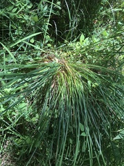 Deschampsia cespitosa