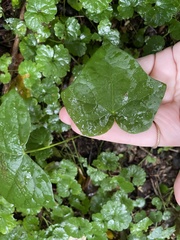 Menispermum canadense