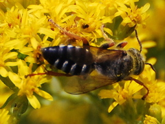 Tachytes