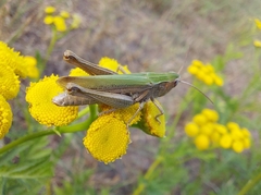 Chorthippus dorsatus