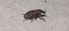 Curculionidae