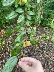 Malus coronaria