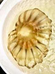 Chrysaora melanaster