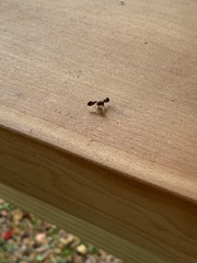 Delphinia picta