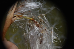 Eriophorum angustifolium