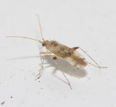 Compsidolon salicellum