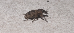 Curculionidae