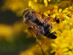 Tachytes