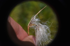 Eriophorum angustifolium