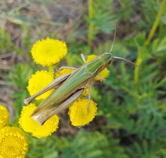 Chorthippus dorsatus