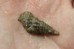 Cerithium atratum
