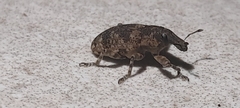 Curculionidae