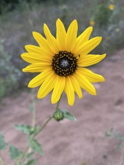 Helianthus petiolaris