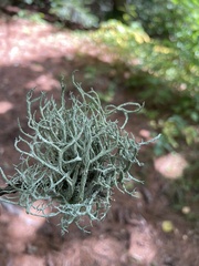 Evernia mesomorpha