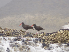Haematopus bachmani