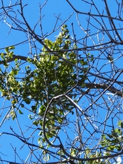 Phoradendron villosum